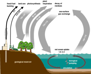 Read more about the article Why Carbon Cycle is Important || How it Works