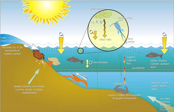 Eutrophication