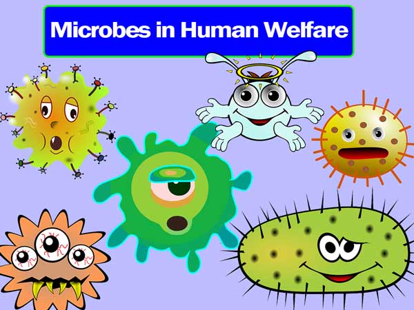 You are currently viewing Microbes in Human Welfare