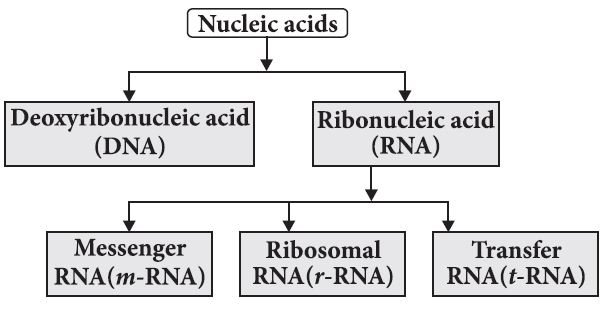 Types of nucleic acids