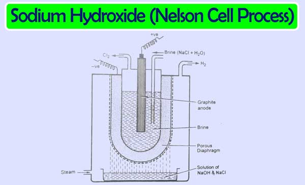 Nelson-Cell