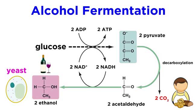 Alcohol-fermentation
