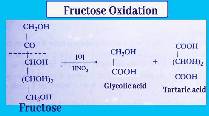 Fructose oxidation