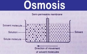 Read more about the article What is Osmosis and Example? | Osmotic Pressure Definition