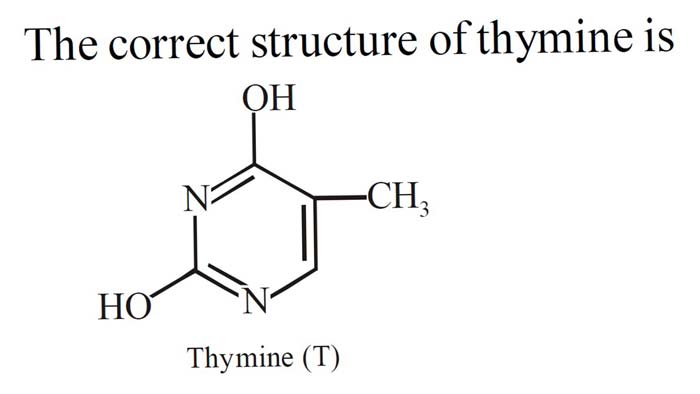 Thymine-structure